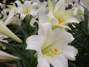 easter-lily